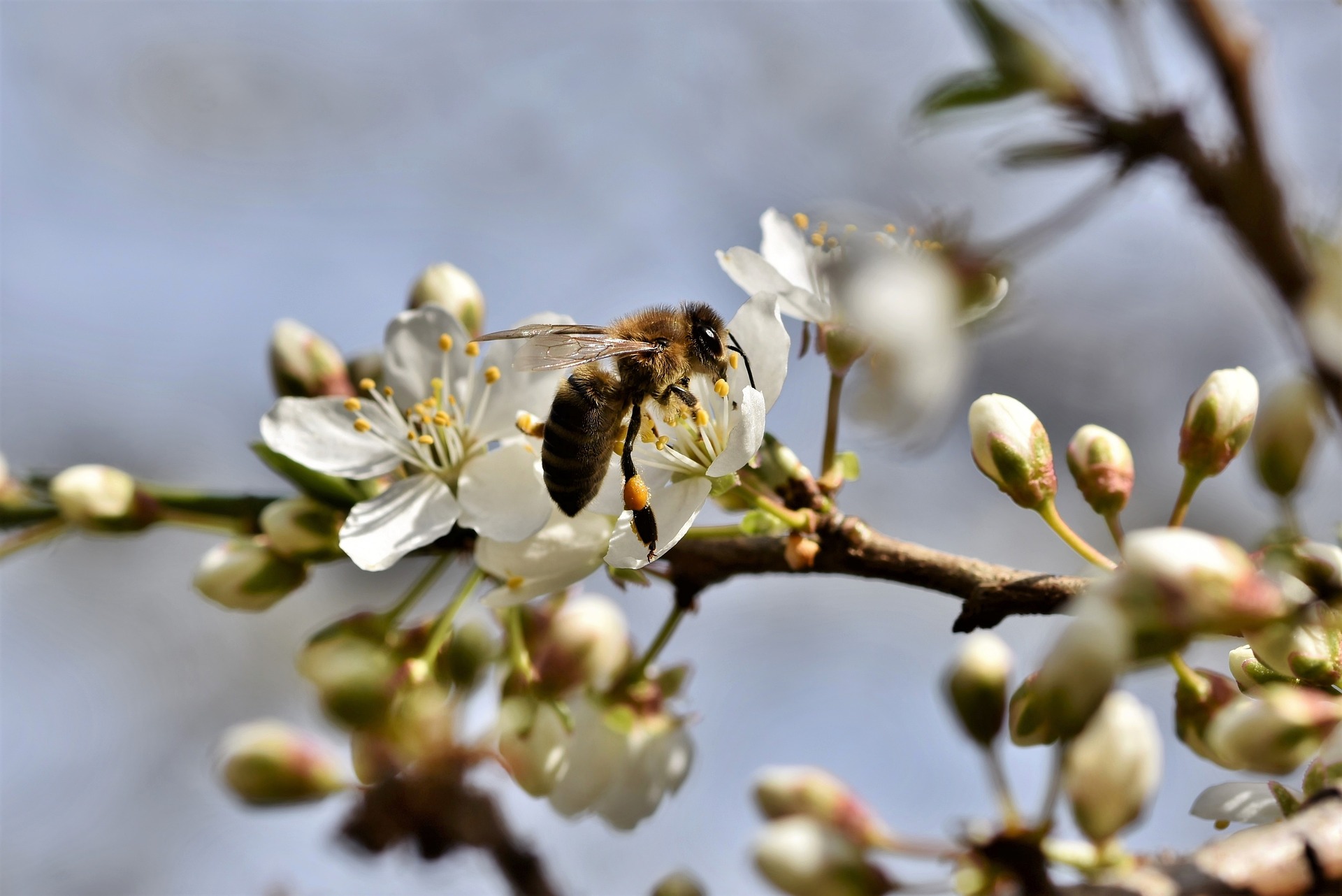Pollen Biene